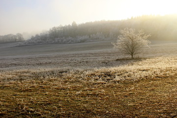 Tree in a frozen land
