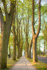 Municipal Sidewalk Follows Alongside a Local Roadway