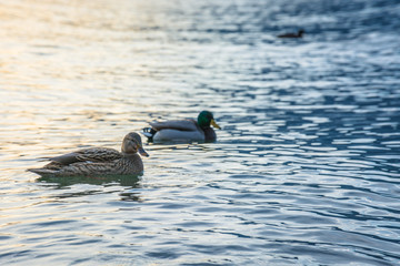 Ducks swim in Lake Como, Italy