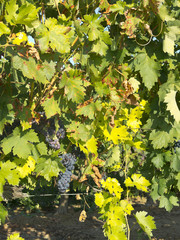 Vineyard in la Rioja before the harvest, Spain