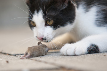 Katze fängt Maus