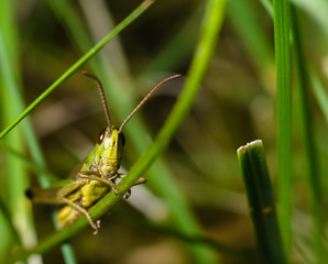 Grashopper