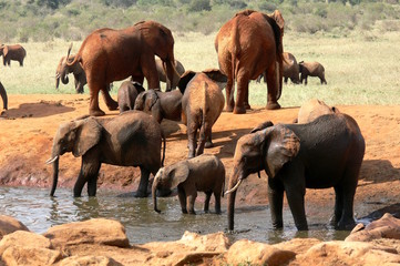 Fototapeta na wymiar Elefanti all'abbeveraggio. Parco nazionale dello Tzavo