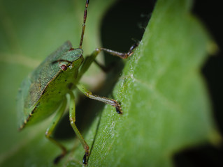 Green bug on a leaf macro