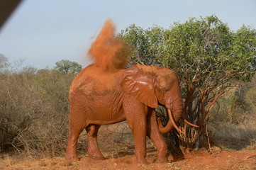 Elefante-parco nazionale dello Tzavo.kenya