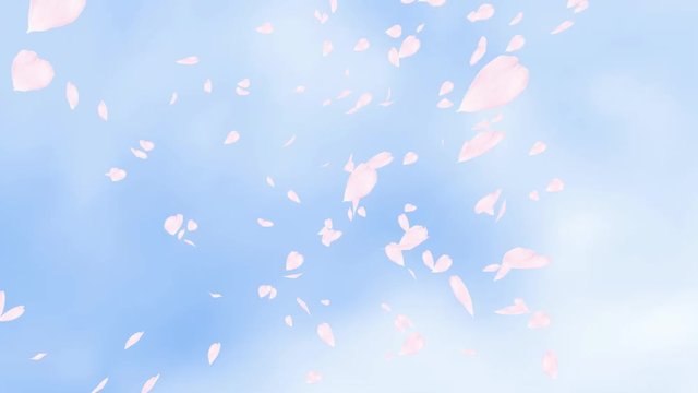 Falling and swirling pink rose petals or cherry tree blossoms over blue sky. Spring slow motion HD animation, close up with blurred background. Japanese design.