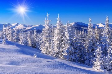 snow cowered firs