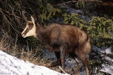 Chamois in the Alps, Gran Paradiso National Park, Valnontey, Italy