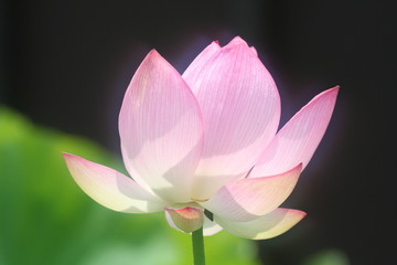 蓮の花