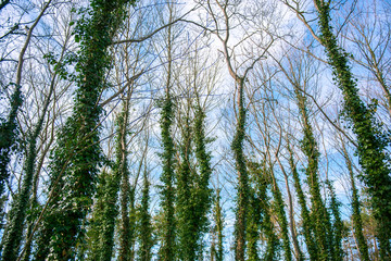 tree covered with ivy