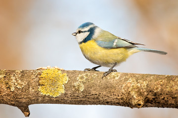 Blue tit walking on a branch towards seeds
