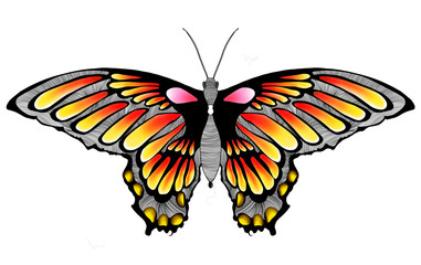 Colourful butterfly tattoo design illustration