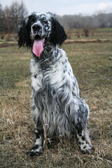 Resting English Setter. Siberia. Russia.