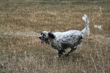 Running dog. Running an English Setter. Siberia. Russia.