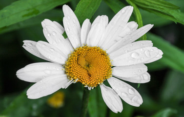 Obraz premium Margeritenblüte