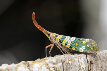 Image of Pyrops candelaria or lantern Fly on nature background.