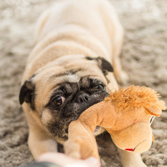 Hund Mops spielt in der Wohnung
