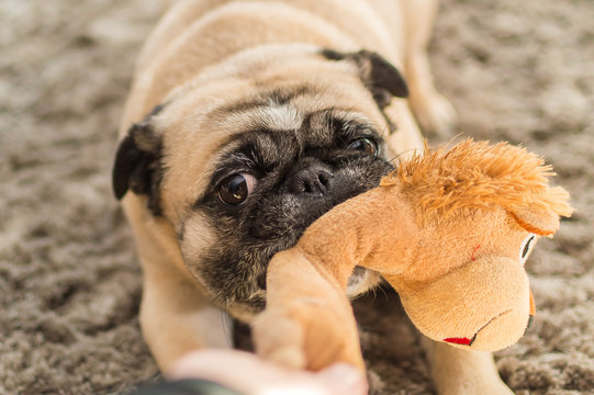Hund Mops spielt in der Wohnung