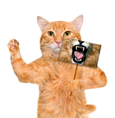 Cat holding a card with lion mouth.  Isolated on white.