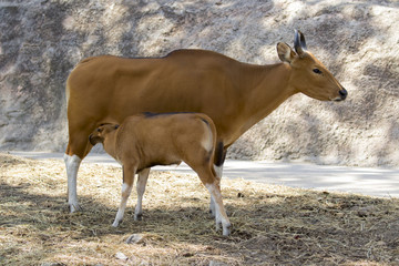 Image of a red bull female and red calf on nature background. wi