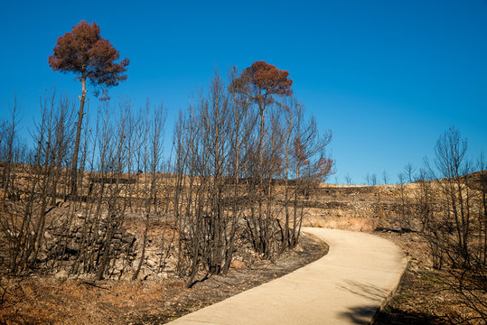 Aftermath of a forest fire