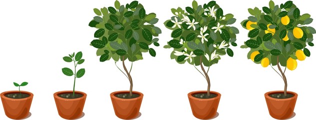Growing lemon tree. Life cycle plant
