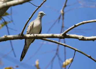 Image of dove bird perched on a tree branch. Wild Animals.