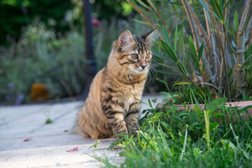 Chat