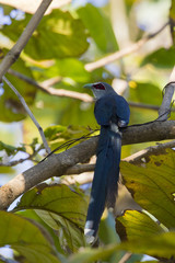 Image of bird perched on a tree branch. (Green-billed Malkoha, P