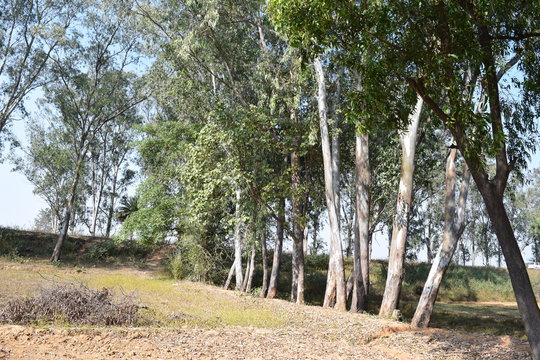 The Telaiya Dam on river Barakar Jhumri-Telaiya, Koderma, Jharkhand