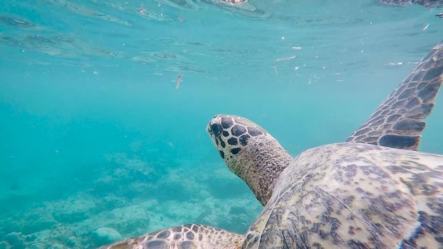Fantastic scene of huge Indonesian turtle swimming deep in the ocean. Big terrapin of wonderful colour slowly floating inside the sea moving her paws and shell running against coral in the background.