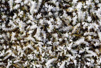 Crystal frost on the green grass