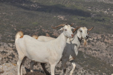 Goats grazing on the hills in the national park Akamas in Cyprus.
