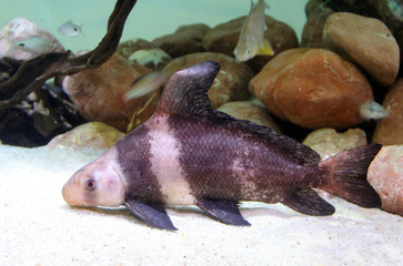 Chinese sucker or high-fin banded shark (Myxocyprinus asiaticus)