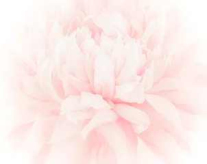 Cercles muraux Fleurs petal flower on soft pastel color