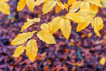 yellow beech leaves