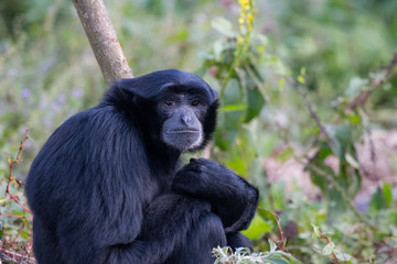 Singe siamang fixant l'objectif