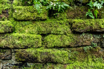 Green moss on old brick wall