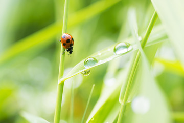 Ladybug meets raindrops on the grass.

