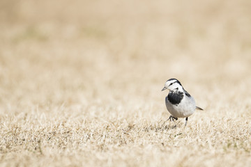 A wagtail walking on dried lawn in winter.
