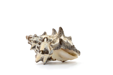 Sea shell isolate on white background