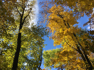 Forest at tampa mountain