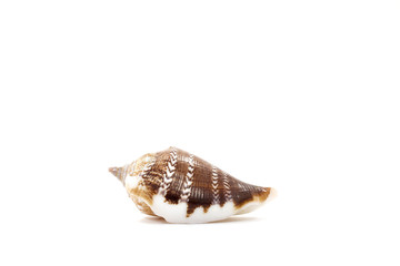 Sea shell on white background