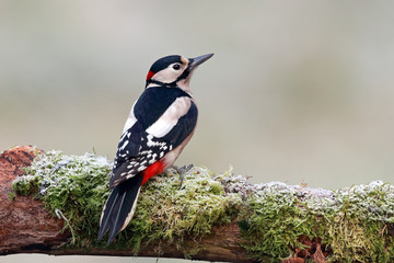 Great-spotted woodpecker on frosty branch - obrazy, fototapety, plakaty