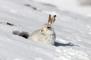 Mountain Hare in snow 