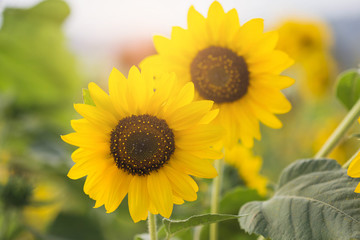 Sunflowers garden. Sunflowers have abundant health benefits. Sunflower oil improves skin health and promote cell regeneration.