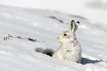 Mountain Hare in snow Hole