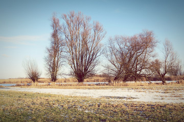 Havel river meadows in winter with typical willow trees