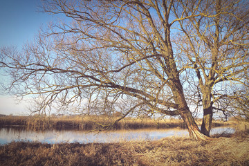 winter at Havel river in Havelland (Brandenburg Germany)