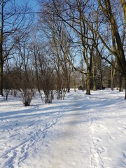 Fototapeta na wymiar Park zimą